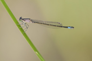 blue damselfly resting on a plant