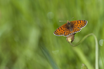 orange butterfly resting on plant
