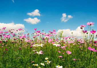 Field of colorful cosmos flowers with blue sky