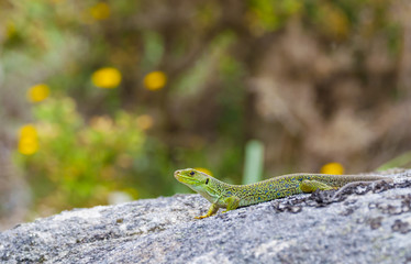 green lizard on top of a rock