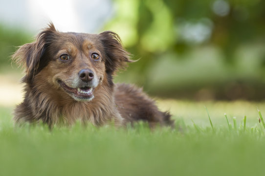 Portrait Of A Brown Dog