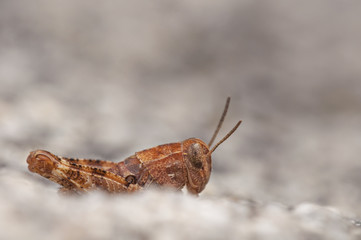 orange grasshopper on top of a rock