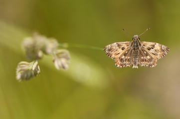 brown butterfly resting in a plant