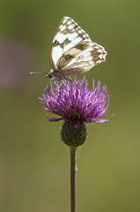 white butterfly feeding in a pink flower