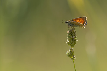 orange butterfly resting in a plant