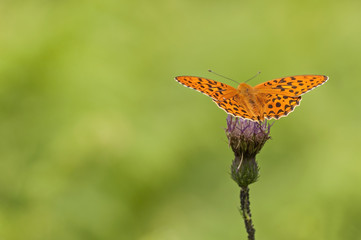 orange butterfly feeding in a pink flower