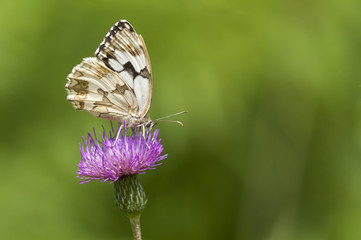 white butterfly feeding in a pink flower