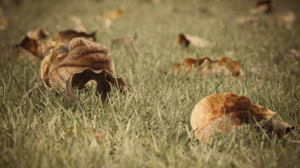 dry leaves on grass field