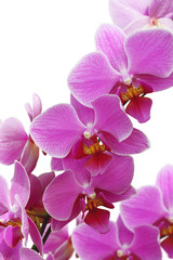 Fototapeta na wymiar blossoming orchid flower, isolate on white background.