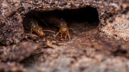 termite