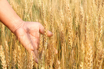Fototapeta na wymiar Man's hand holding spicas of wheat in a wheat field