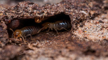 termite