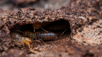termite
