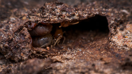termite