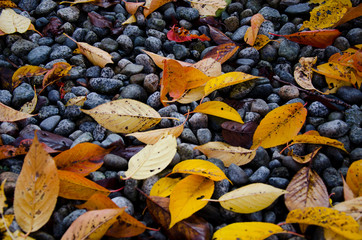 Autumn leaves on rocks