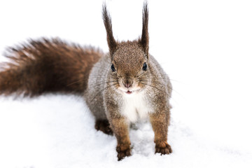 red squirrel with fluffy tail sitting in winter forest front view closeup