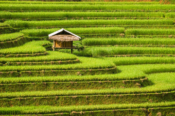 Terrasvormig rijstveld in Mu Cang Chai, Vietnam