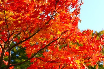 紅葉(山形県山形市)