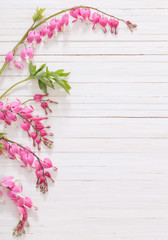 Bleeding heart flowers on white wooden background