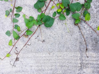 Green leaf on ground and wheel track