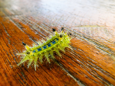 caterpillar worm on wood