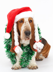 Happy New Year, Christmas Basset hound sitting, isolated 