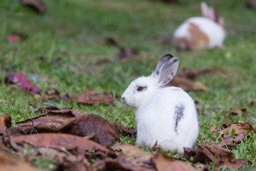 Rabbit in the park