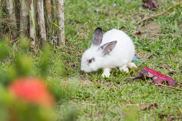 Rabbit in the park