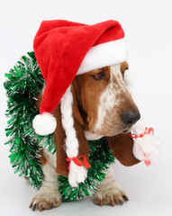 Happy New Year, Christmas Basset hound sitting, isolated 