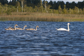 swans family