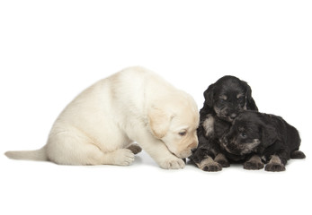 Labrador and Miniature Schnauzer black puppies