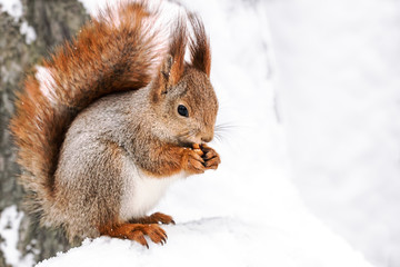 funny young squirrel sits on snowy tree in park and eats nut