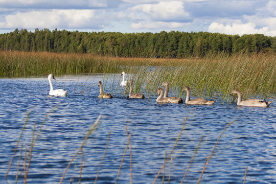 swans family