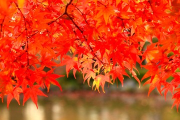 もみじ公園(山形県山形市)