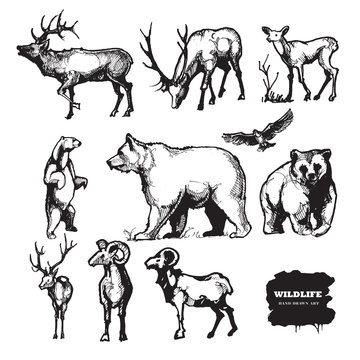 Wildlife. Hand drawn vector silhouettes.