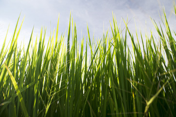 Shallow depth of field with focus on nearest grass.