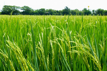 Green rice field in nature at Thiland