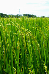 Green rice field in nature at Thiland