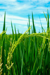 Green rice field in nature at Thiland