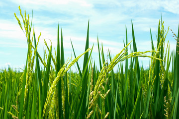 Green rice field in nature at Thiland