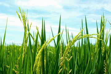 Green rice field in nature at Thiland