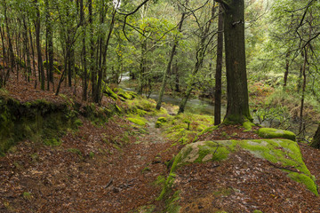 green place in the middle of the mountain with rocks and moss