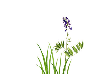 Fototapeta premium Watercolor drawing green grass and flowers