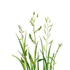 Watercolor drawing green grass