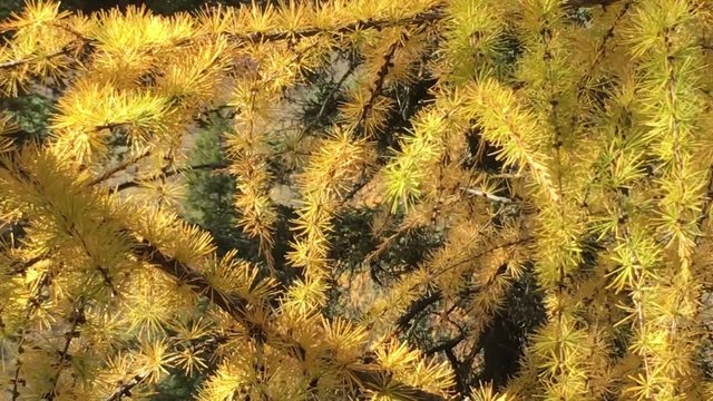 Yellow Pine tree in Huanglong National Park in China on the Autumn
