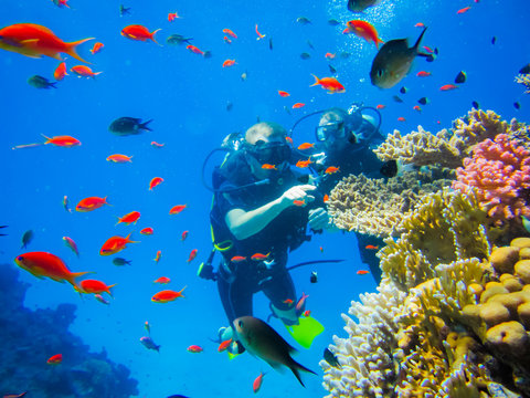 Дайвинг у коралловых рифов в Египте