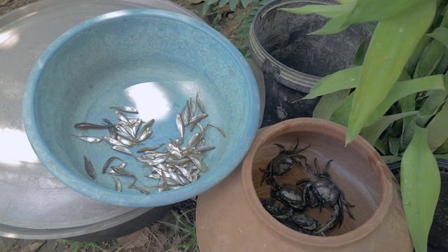 Small Fish Into A Plastic Basin With Crabs Into A Clay Pot ( Close Up )