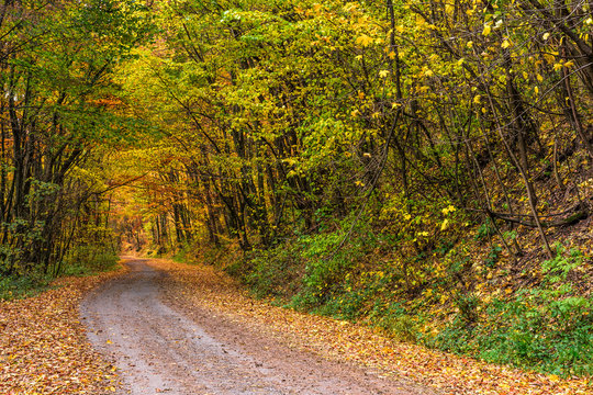 road throug autumn forest