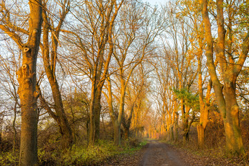 Autumn leafless oak alley in the golden hour