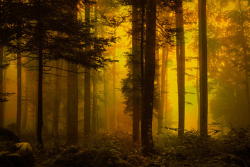 Spooky yellow orange colored foggy forest tree landscape.